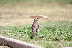 Mimus thenca