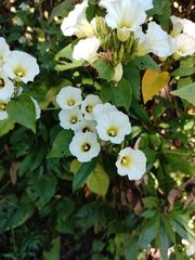 Ipomoea corymbosa