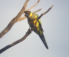 Barnardius zonarius zonarius