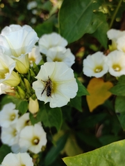 Ipomoea corymbosa