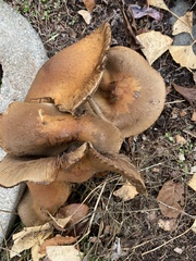 Gymnopilus ventricosus