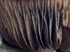 Gymnopilus ventricosus