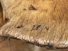 Gymnopilus ventricosus