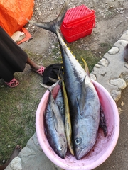 Thunnus albacares