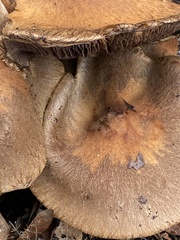 Gymnopilus ventricosus