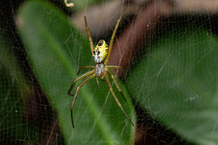 Cyrtophora cicatrosa