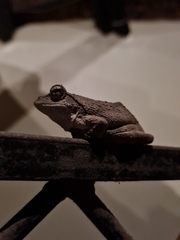 Chiromantis xerampelina