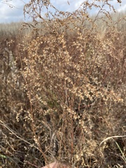 Eupatorium capillifolium