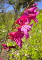 Gladiolus dubius