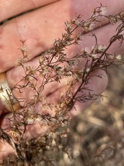Eupatorium capillifolium