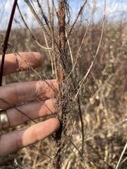 Eupatorium capillifolium