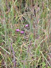 Carphephorus pseudoliatris