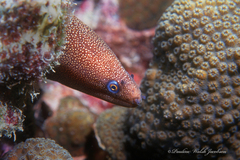 Gymnothorax miliaris