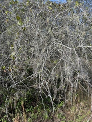 Crataegus michauxii