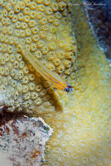 Coryphopterus lipernes