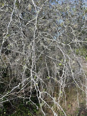 Crataegus michauxii