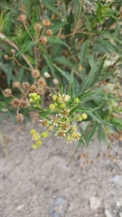 Verbesina boliviana
