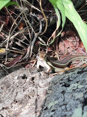 Gerrhosaurus flavigularis