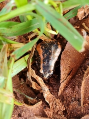 Phrynomantis bifasciatus