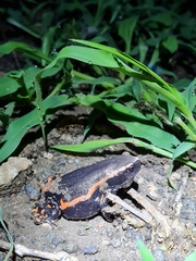 Phrynomantis bifasciatus