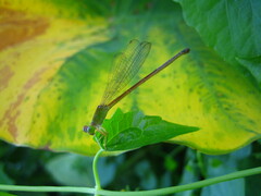 Ceriagrion auranticum