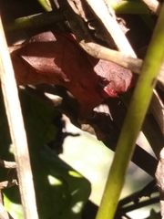 Battus polydamas