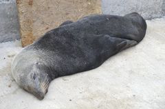 Juan Fernandez Fur Seal photo 2