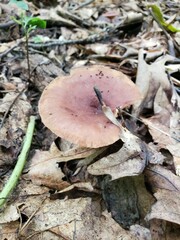 Lactarius mutabilis