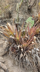 Tillandsia carnosa