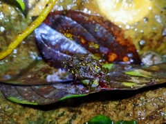 Leptophryne javanica