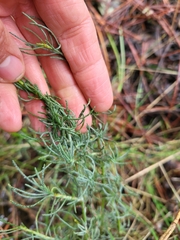 Santolina rosmarinifolia
