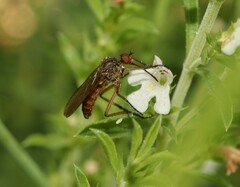 Empis