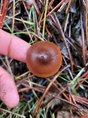 Cortinarius croceus