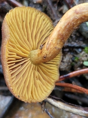 Cortinarius croceus