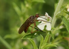 Empis