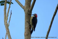 Melanerpes pucherani