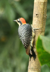 Melanerpes pucherani