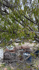 Prunus amygdalus