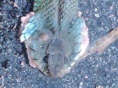 Natrix astreptophora