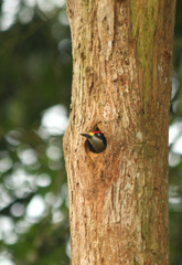 Melanerpes pucherani