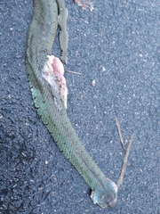 Natrix astreptophora