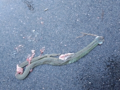 Natrix astreptophora