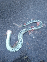 Natrix astreptophora