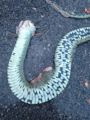 Natrix astreptophora