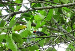 Melanerpes pucherani