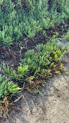 Carpobrotus chilensis