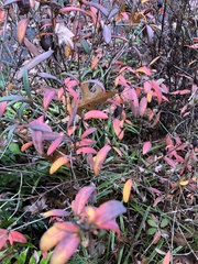 Hypericum prolificum