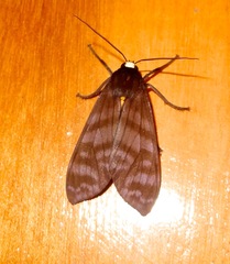 Pachydota