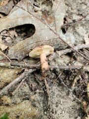 Lactarius quietus incanus