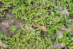 Callisia repens